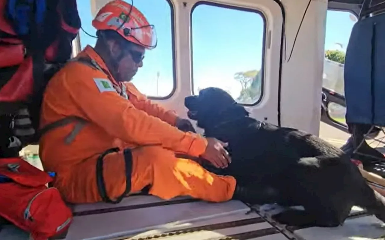 Cão Rio, que atuou em Petrópolis, reforça equipe do Corpo de Bombeiros enviada ao RS