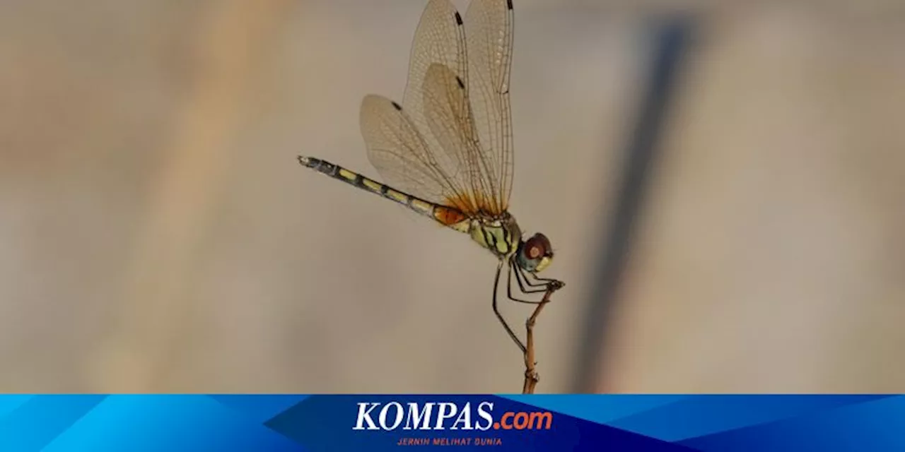 Fakta-fakta Menarik Capung, Serangga Pemakan Nyamuk