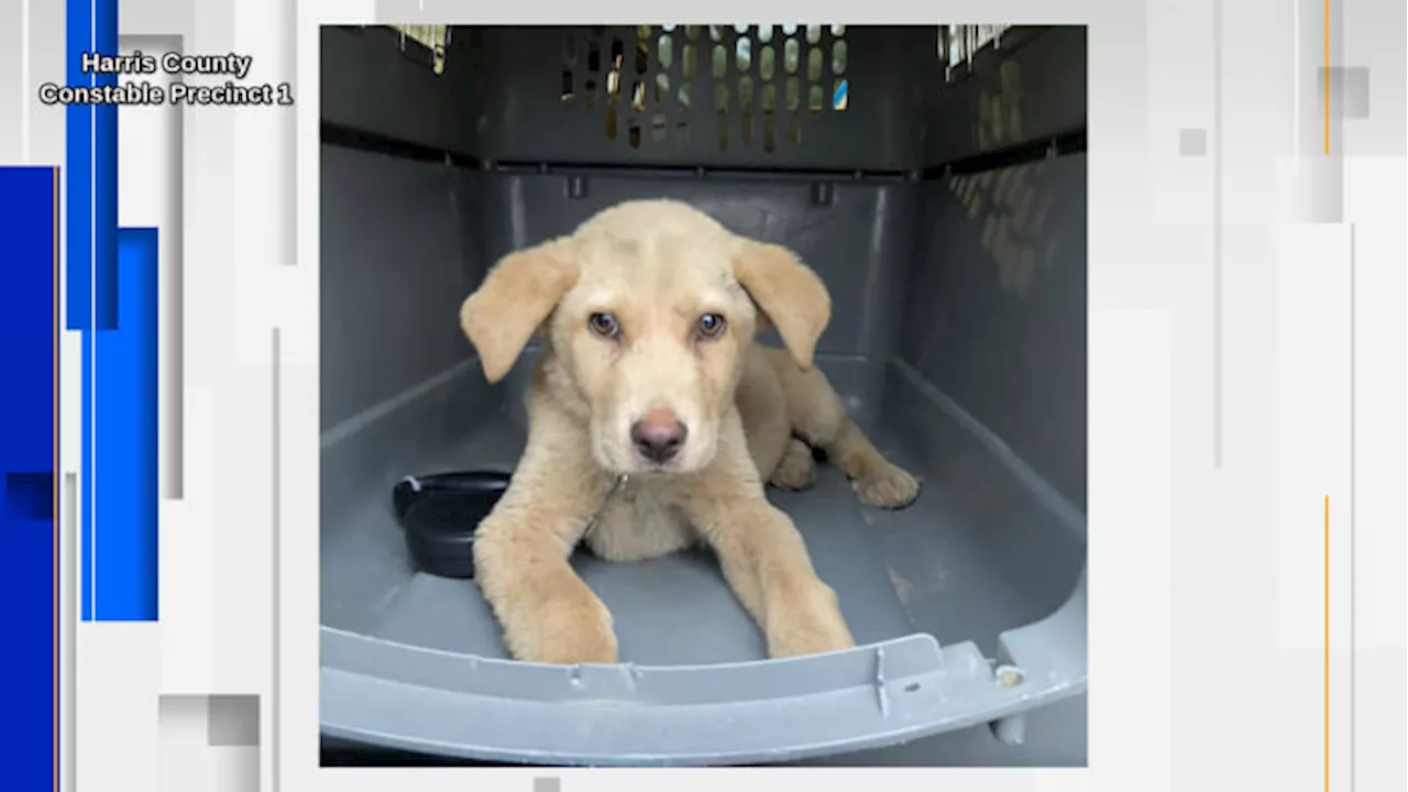 Man caught abusing puppy on camera before selling it for $20 to taco truck employee