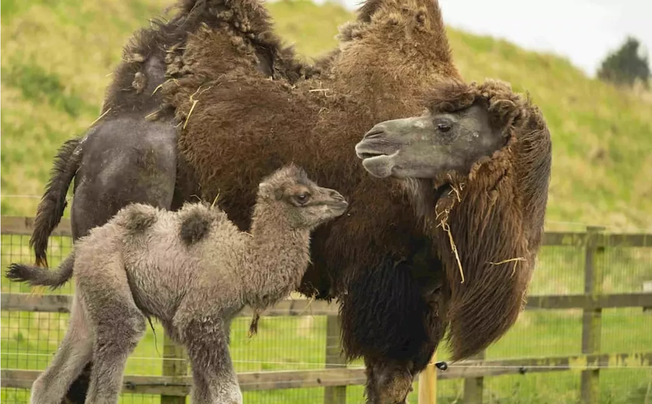 Fluffy newborn baby camel trots around paddock and bonds with mum and dad in adorable video footage