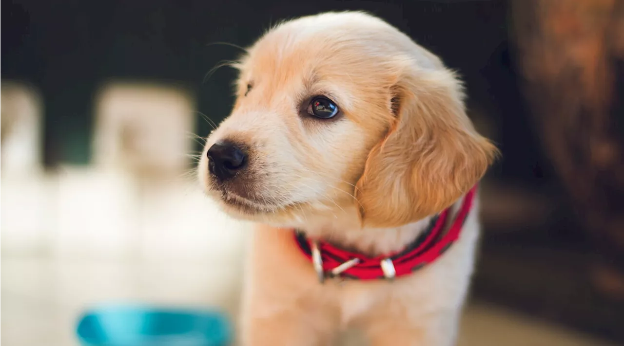 Notizie dal Pianeta: dal Puppy Yoga vietato alla crisi climatica sul dizionario