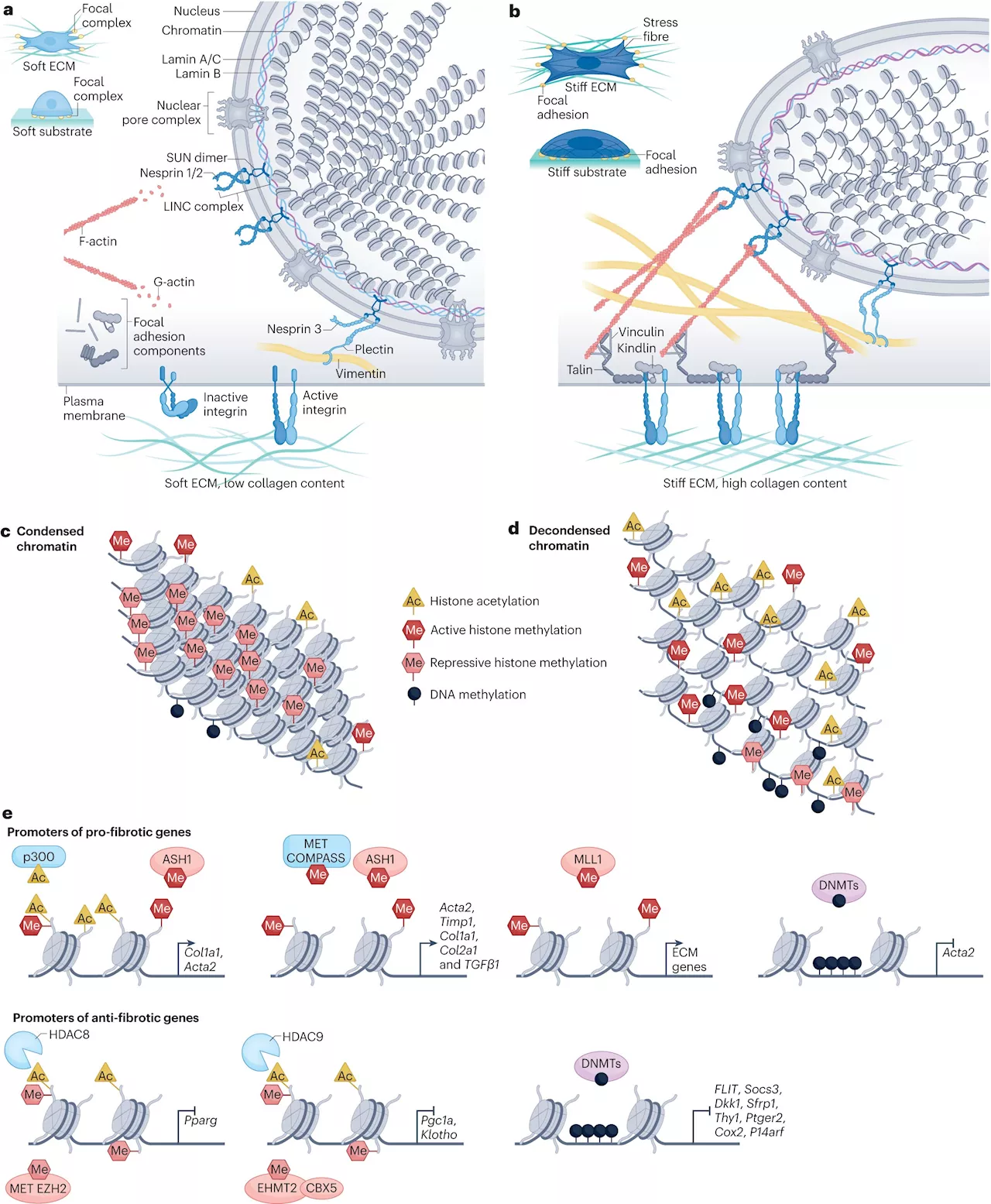 Researchers outline how cells activate to cause fibrosis and organ scarring