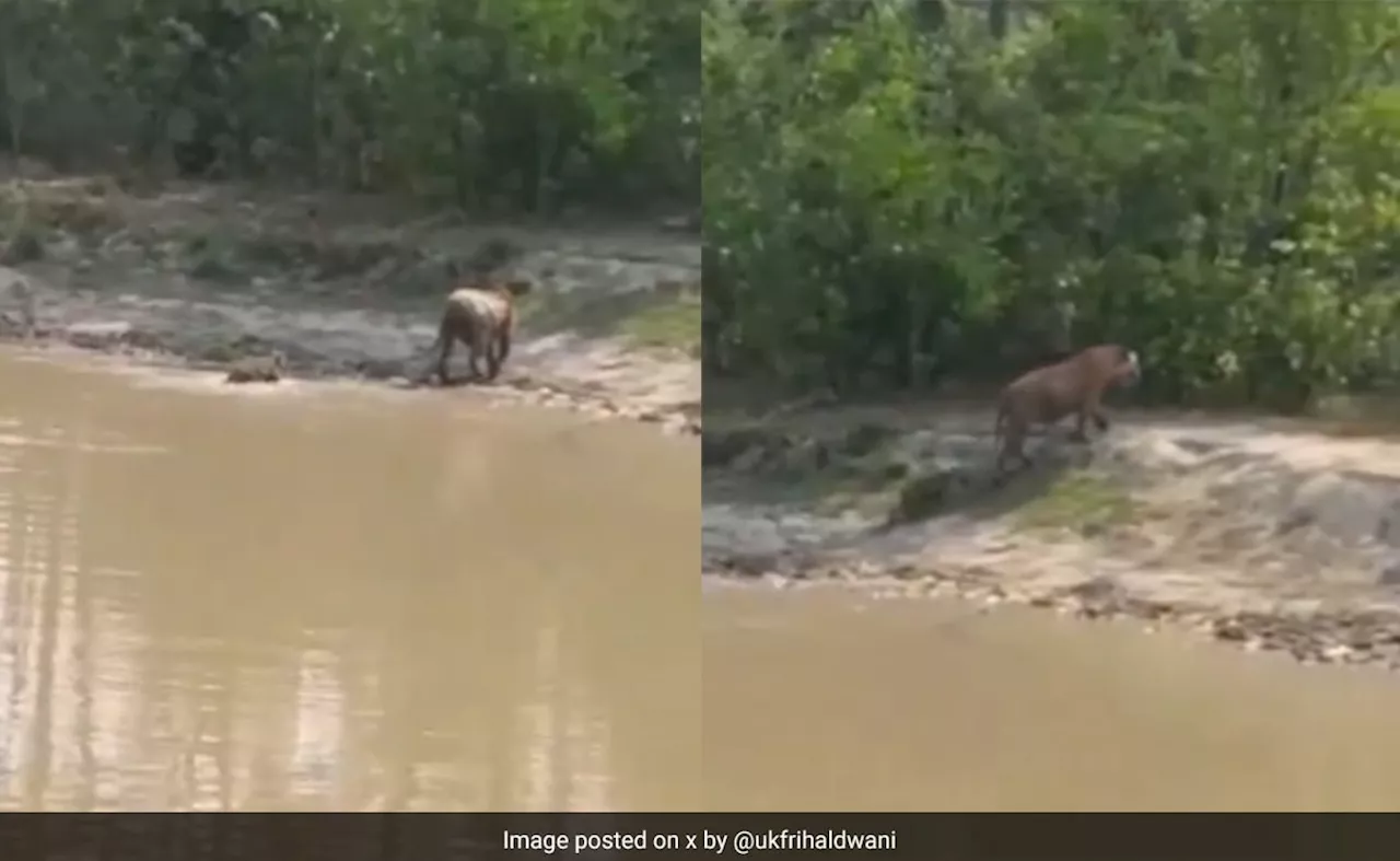 बाघिन अपने बच्चे को चलना सिखा रही थी, बाघ शावक करने लगा मां की नकल, प्यारा Video आपको मुस्कुराने पर कर देगा मजबूर