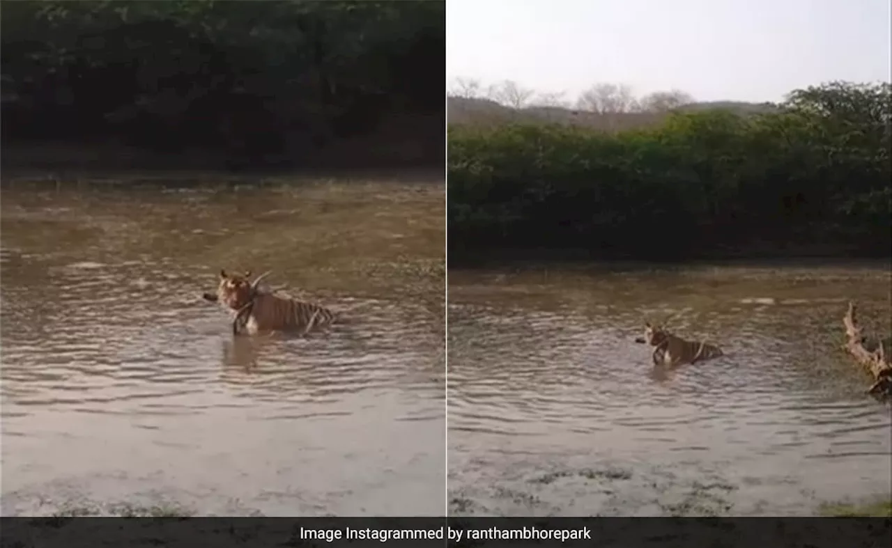 बाघ ने हिरण पर किया अटैक, तालाब में घसीटकर एक ही झटके में किया काम तमाम, शिकार का दिल दहला देने वाला Video