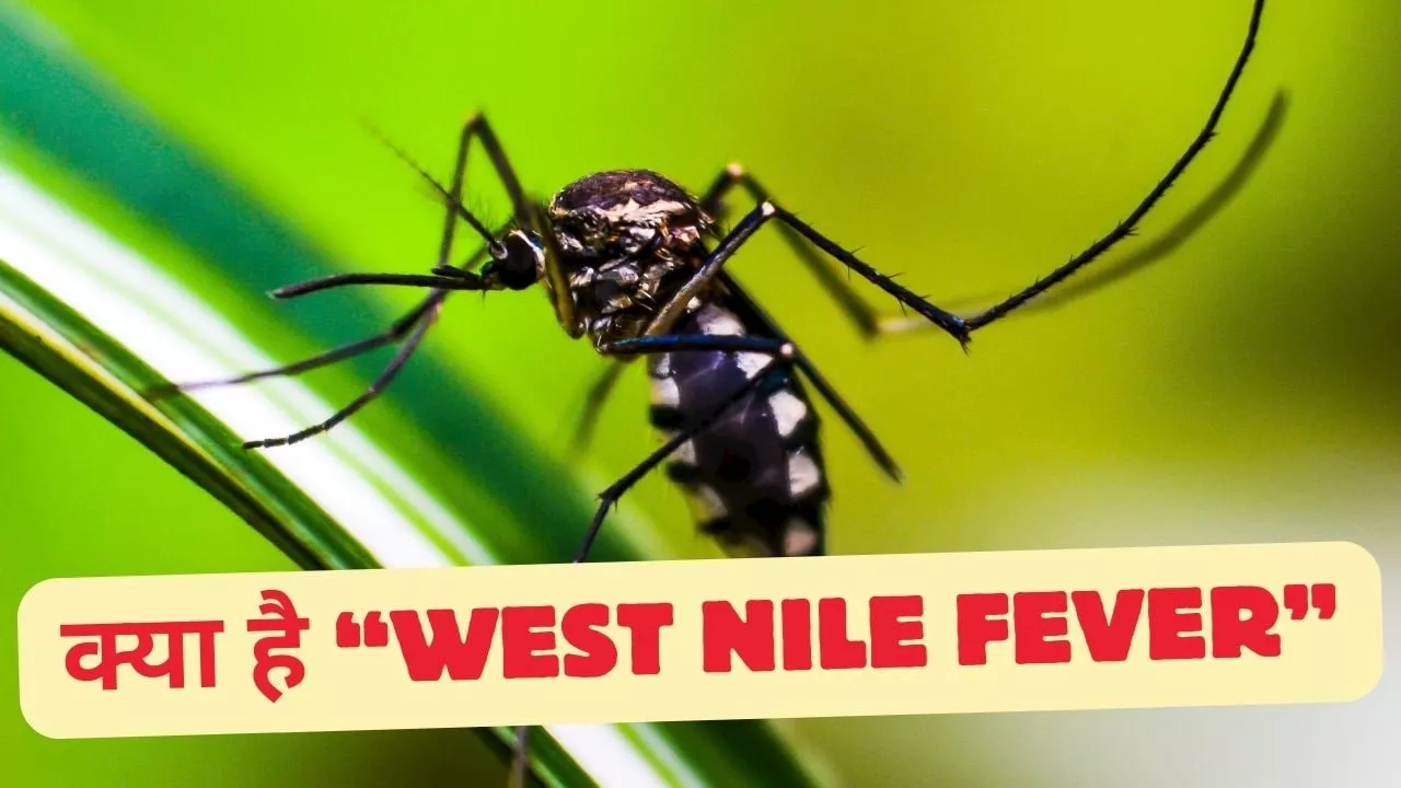 Kerala West Nile Virus: क्या है वेस्ट नाइल Fever, जानिए इसके लक्षण और बचाव के उपाय