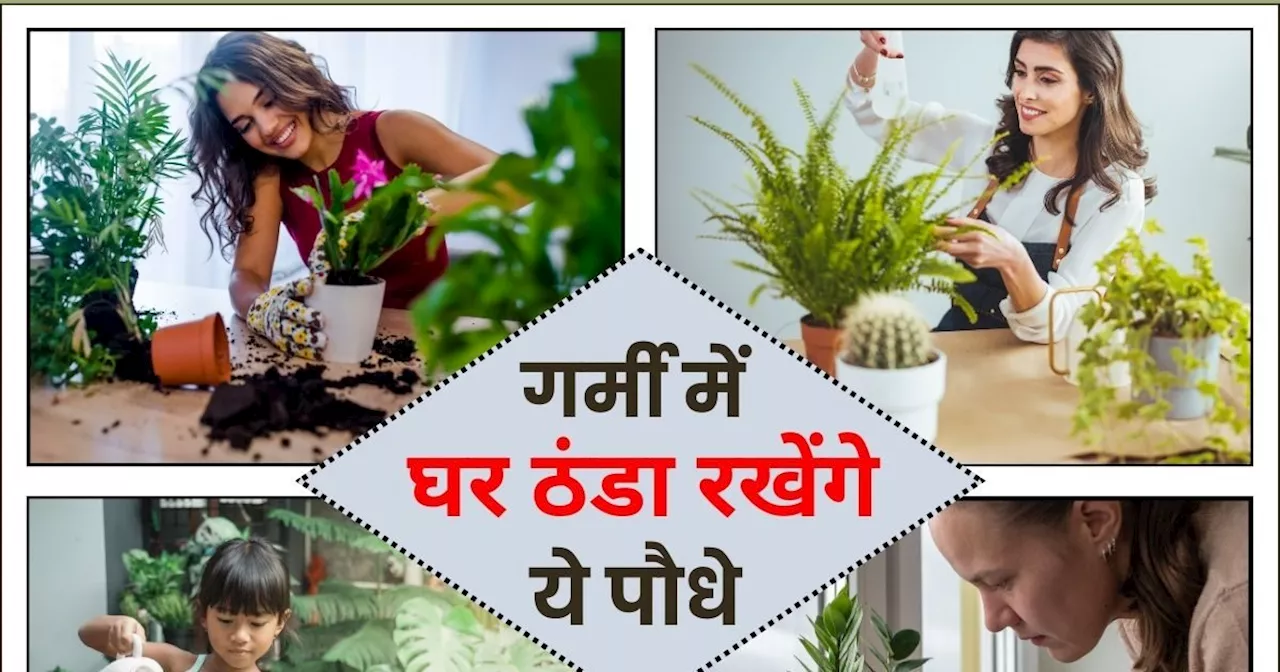 Summer Plant: गर्मी के मौसम में जरूर लाएं ये 5 पौधे, घर को बनाते हैं कूल, ताजगी का भी कराते हैं एहसास