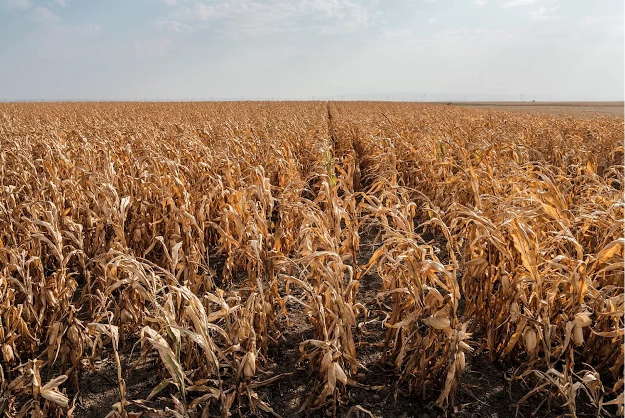 Worst drought in four decades cuts Zimbabwean maize crop by 72%