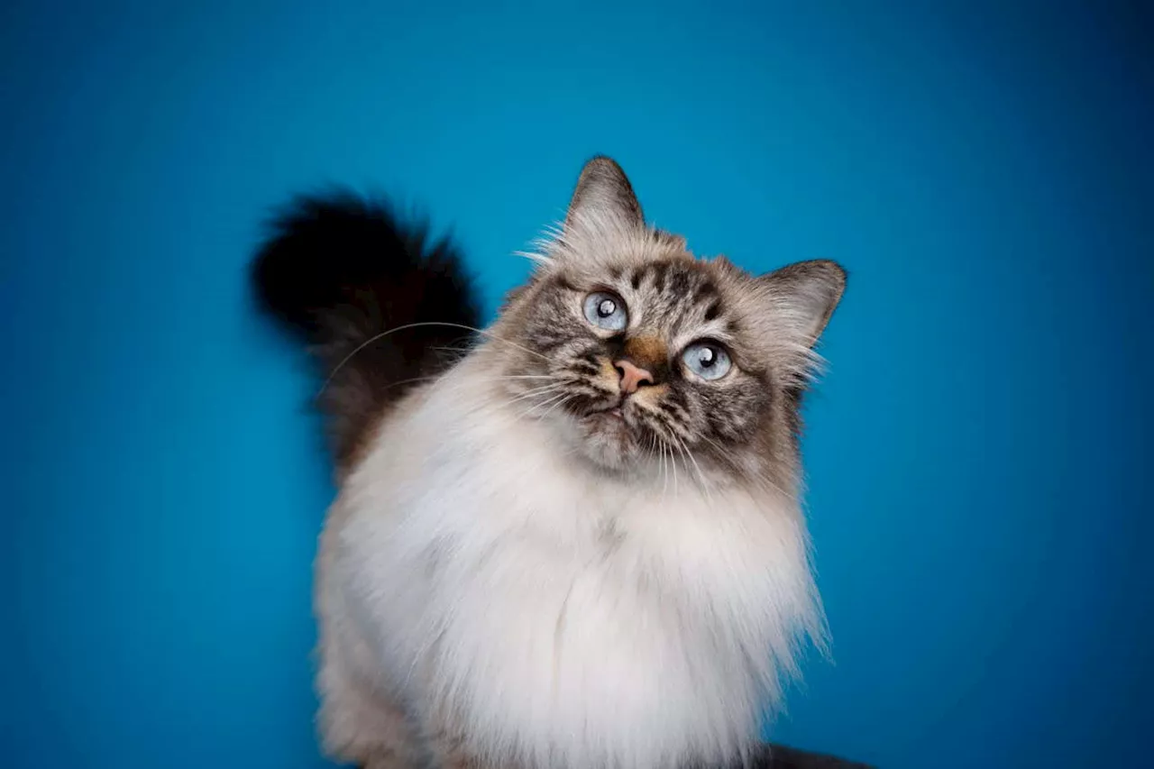 Longest-living cat breeds revealed by life expectancy study