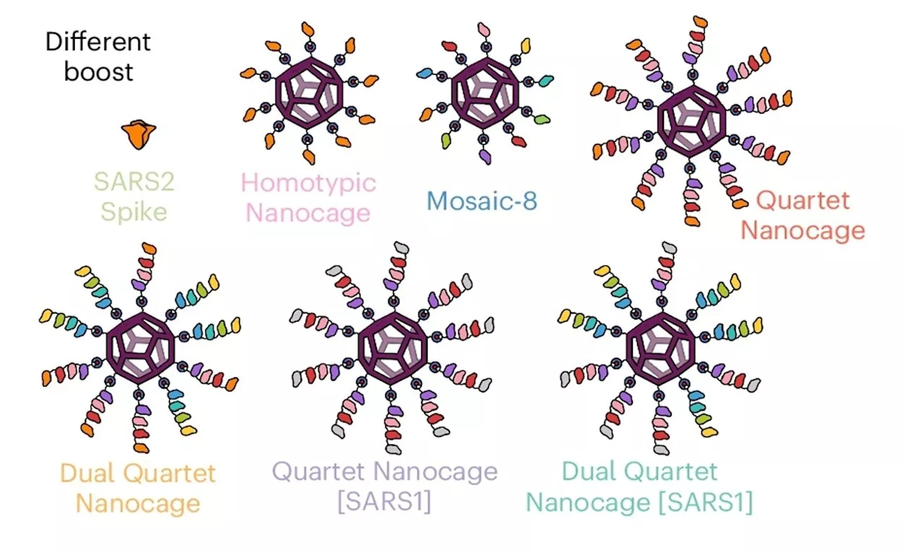 New Quartet nanocage vaccine shows promise against coronavirus variants