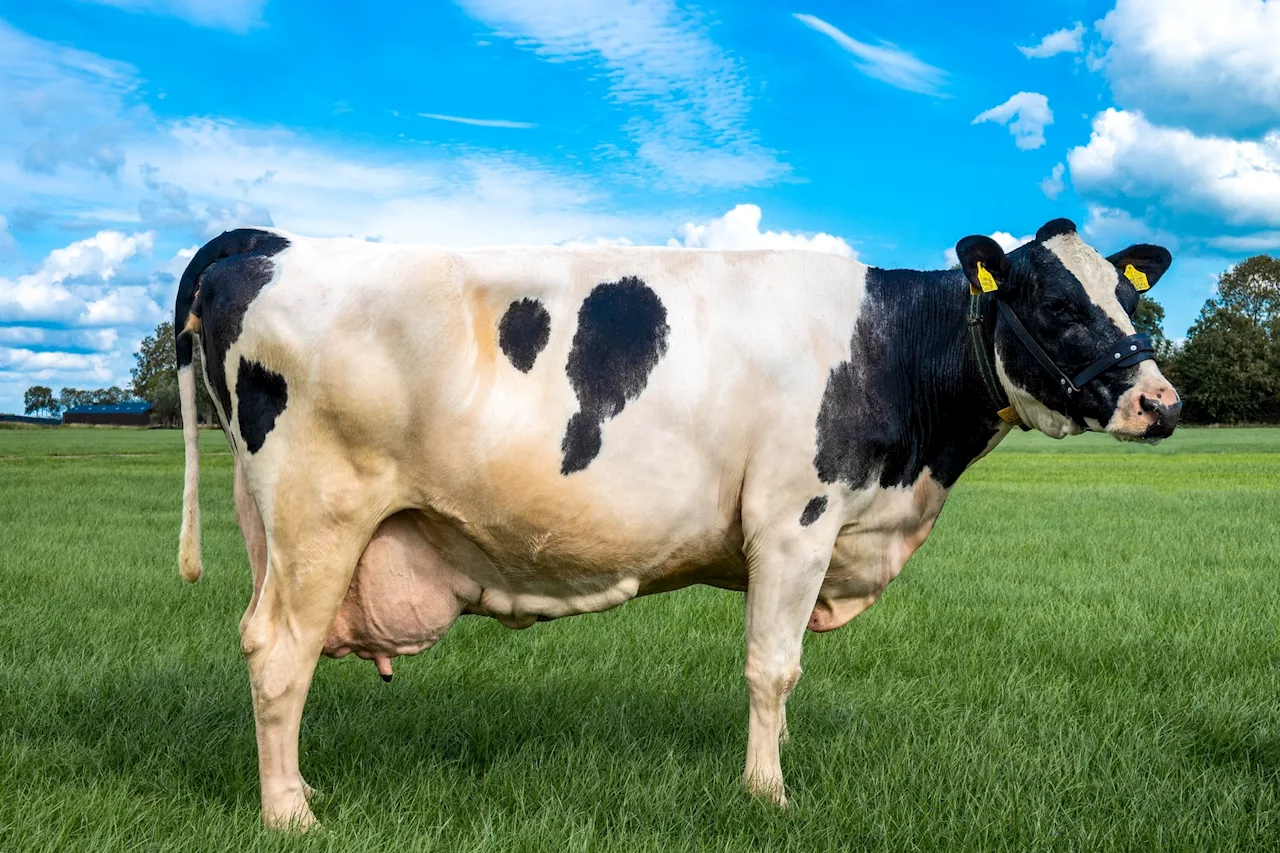 Study shows cows harbor both human and avian flu receptors in their mammary glands