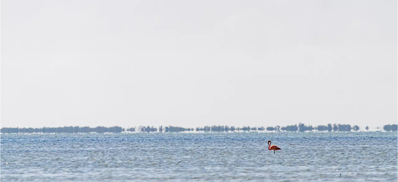 Hurricane Sparks Surge in Florida's Flamingo Population