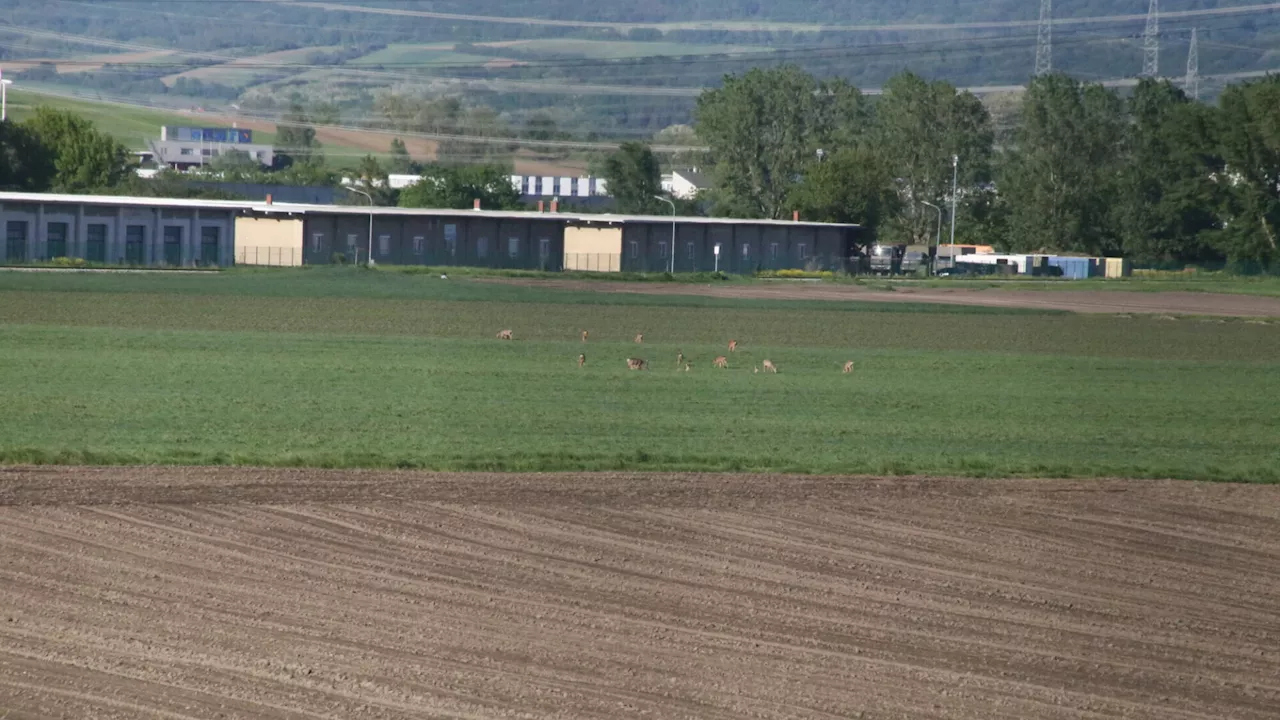 Treue Gäste: Die Rehherde neben Kaserne in Korneuburg