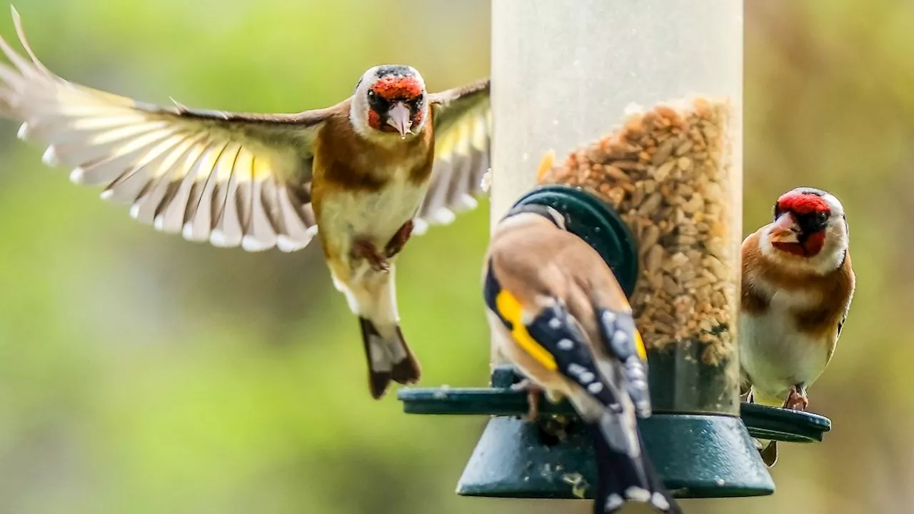 Nordrhein-Westfalen: Von Amsel bis Zilpzalp: Aktion 'Stunde der Gartenvögel'