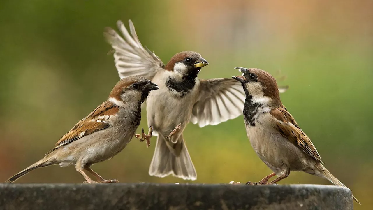 'Stunde der Gartenvögel' von Vatertag bis Muttertag: In Deutschland werden wieder Vögel gezählt