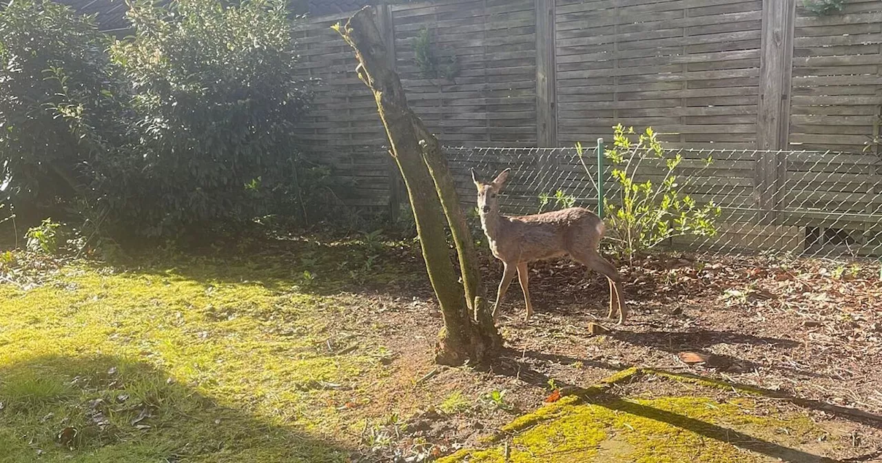 Reh sorgt im Kreis Gütersloh für Aufsehen - Wildtier kommt ungewöhnlich nah