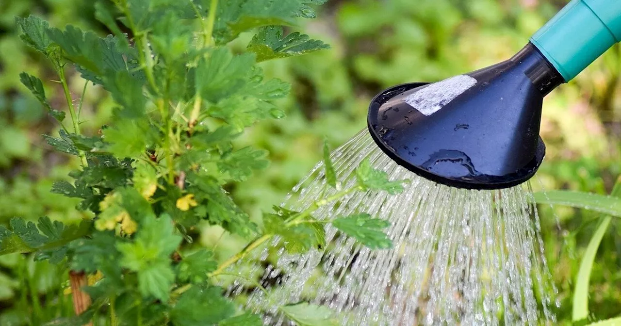 Trockene Sommer: So schützen Sie Ihren Garten gegen die Hitze