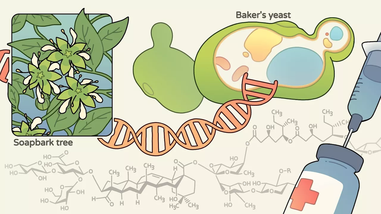 An adjuvant made in yeast could lower vaccine cost and boost availability