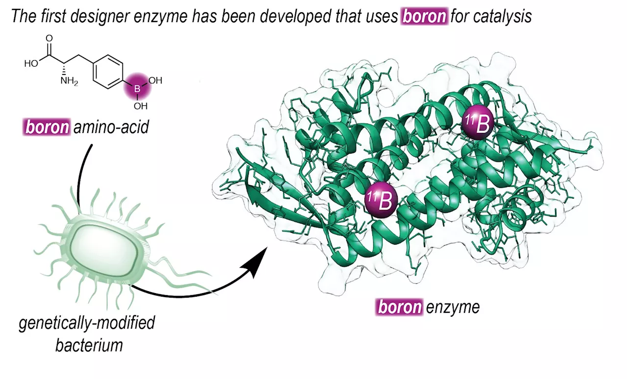 Chemists produce new-to-nature enzyme containing boron