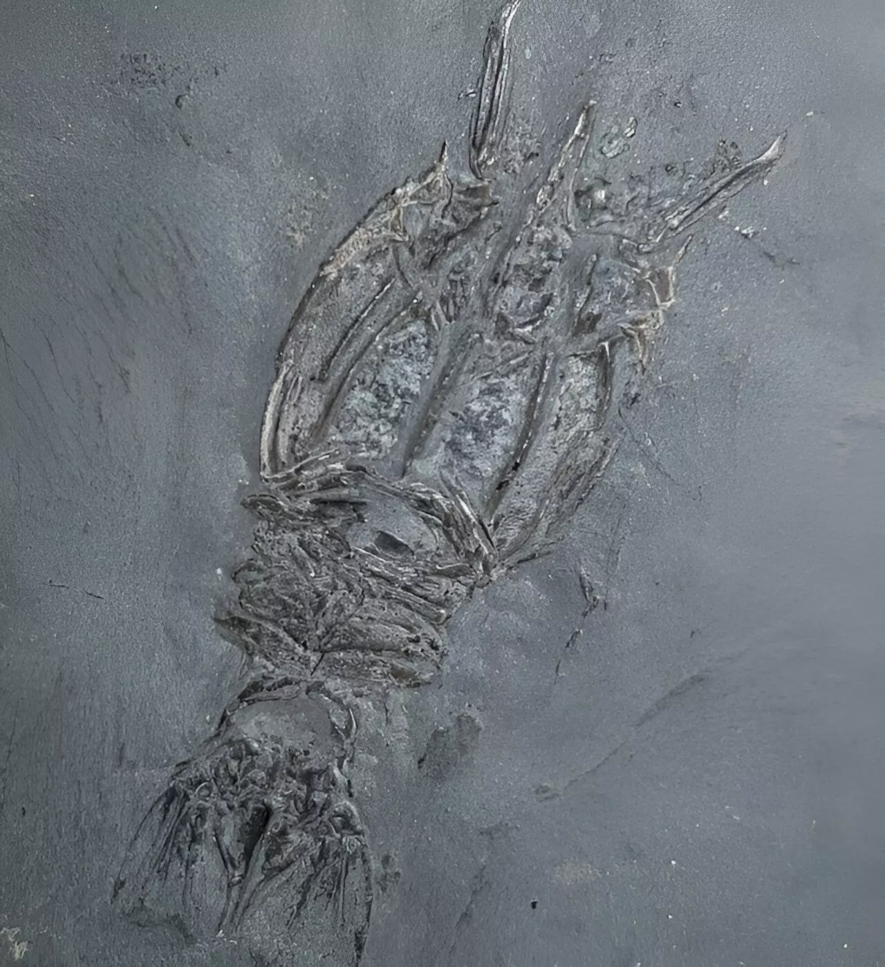 Discovery of ancient Glaswegian shrimp fossil reveals new species