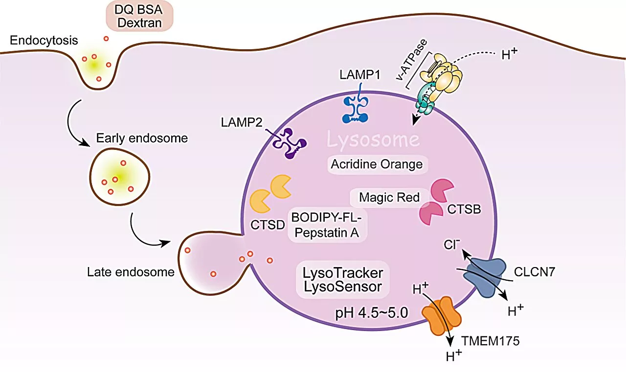 Exploring lysosomal biology: Current approaches and methods