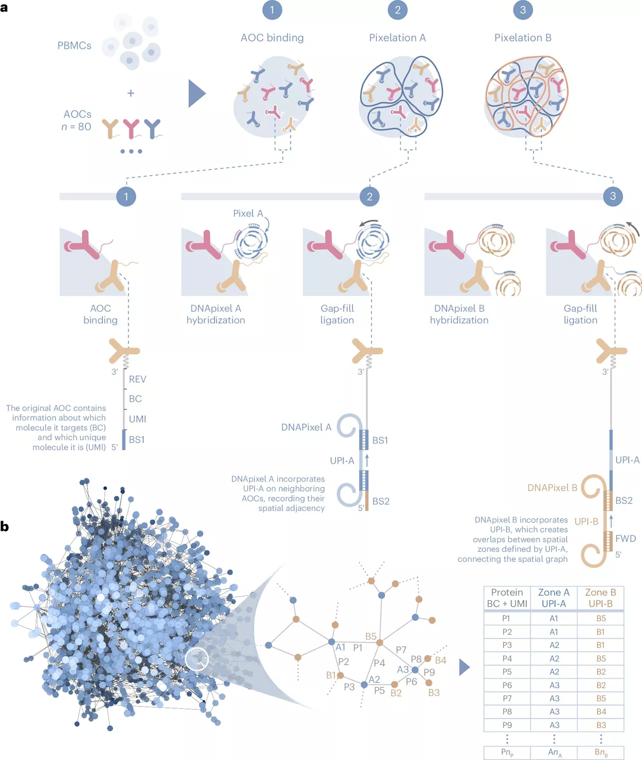 New technology changes how proteins in individual cells are studied