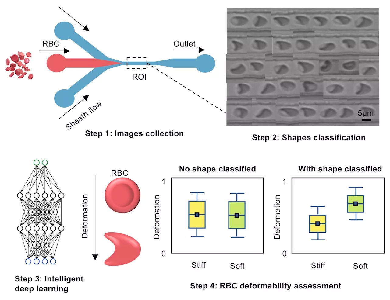 Shaping up how red blood cell deformability is assessed—researchers develop new approach