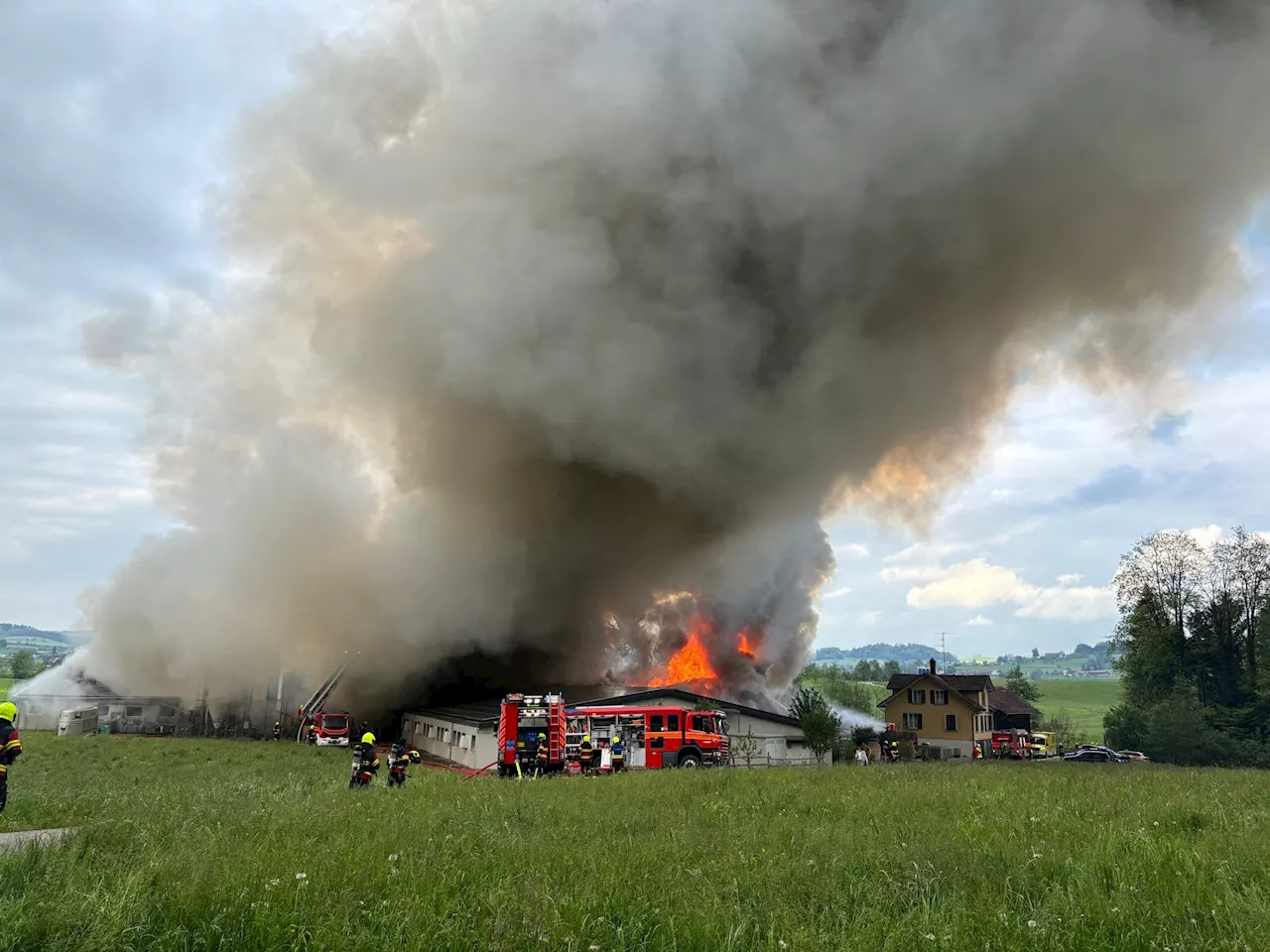 Gossau SG: Schweinestall in Vollbrand