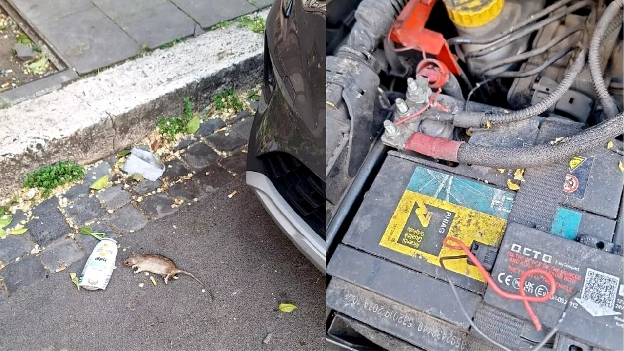 Tiburtino, l'invasione di topi che danneggiano anche le automobili