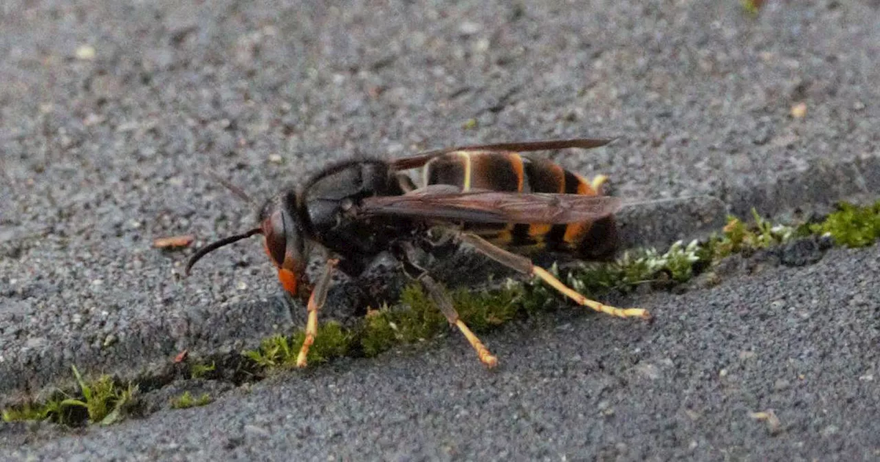 Kreis Heinsberg: Asiatische Hornisse breitet sich aus​