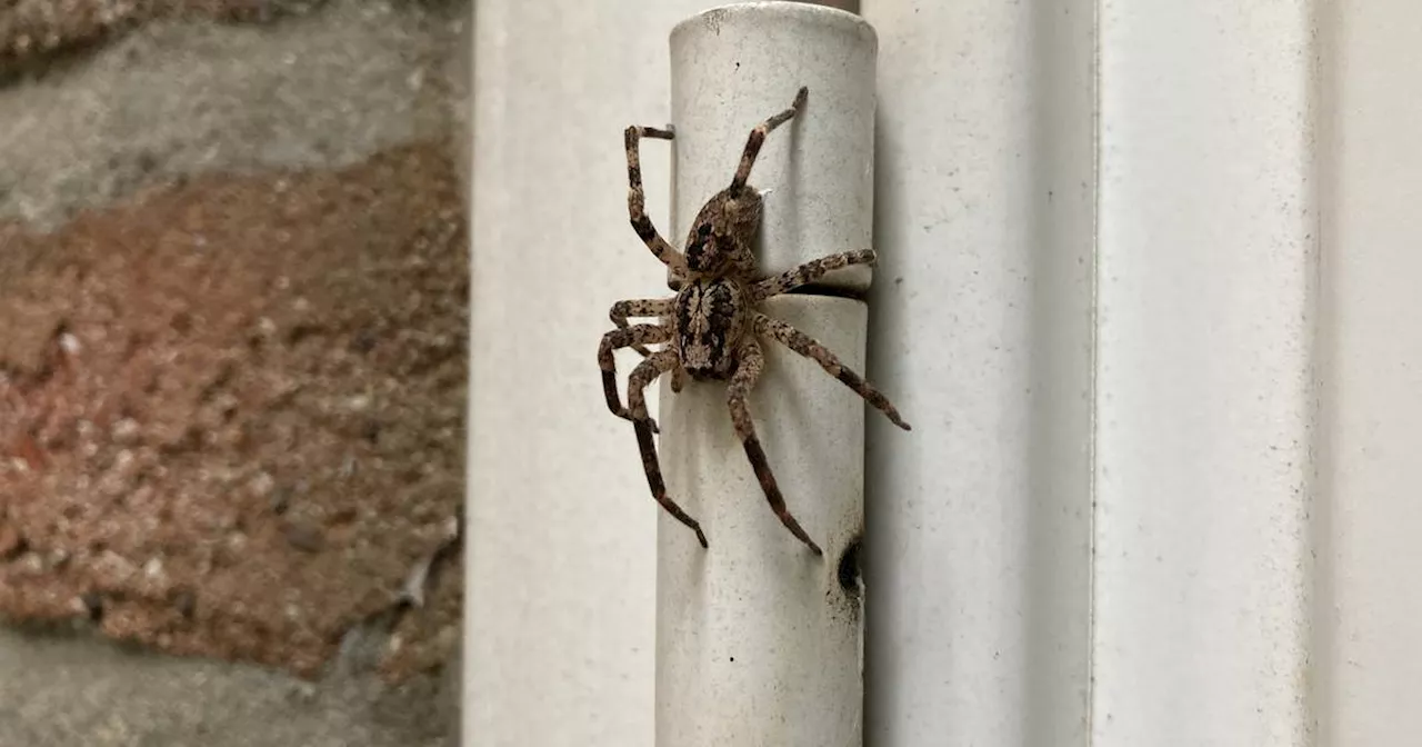 Nosferatu-Spinne in NRW: Verbreitungskarte der Arachnologischen Gesellschaft​