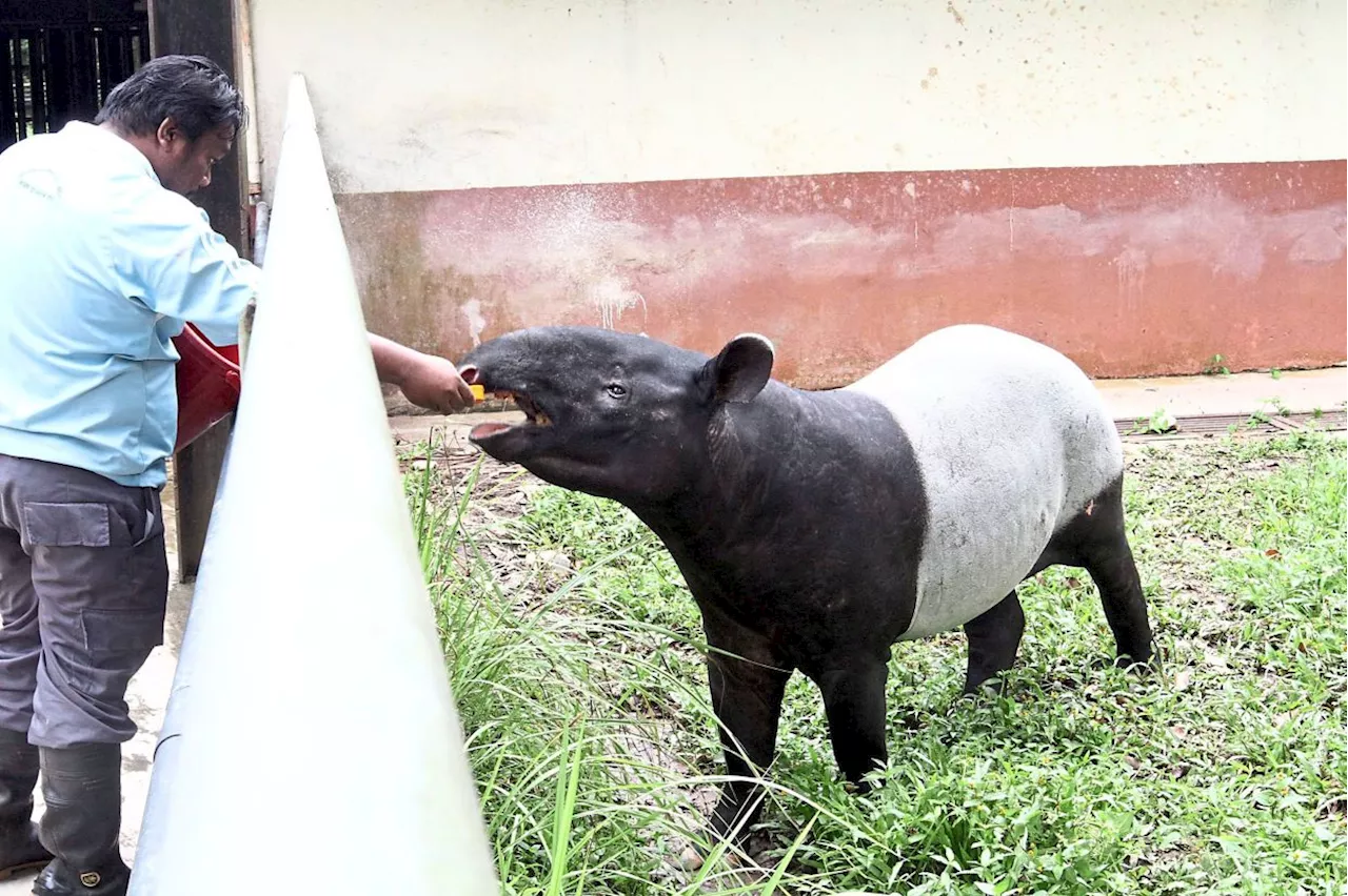 Learn about the Malaysian tapir from these places around the country