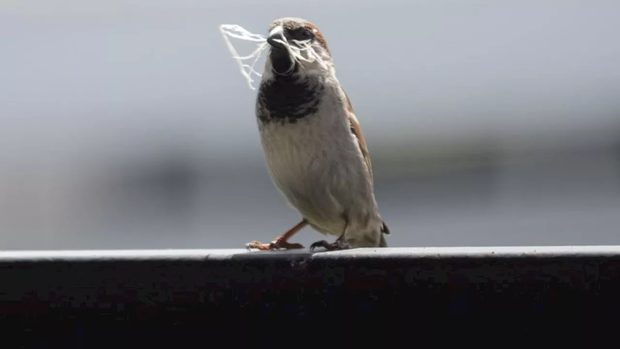 Natur: 'Stunde der Gartenvögel': Bevölkerung soll Vögel zählen