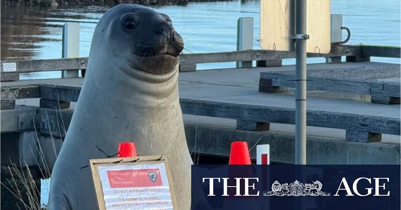 Lonely Neil the Seal now in danger of being loved to death