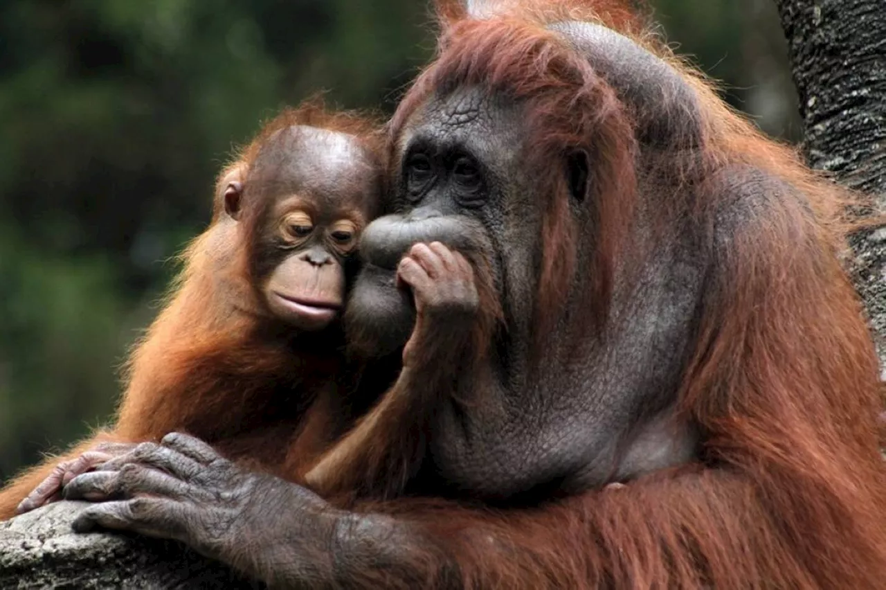 Malaysia eyes to use 'orangutan diplomacy'