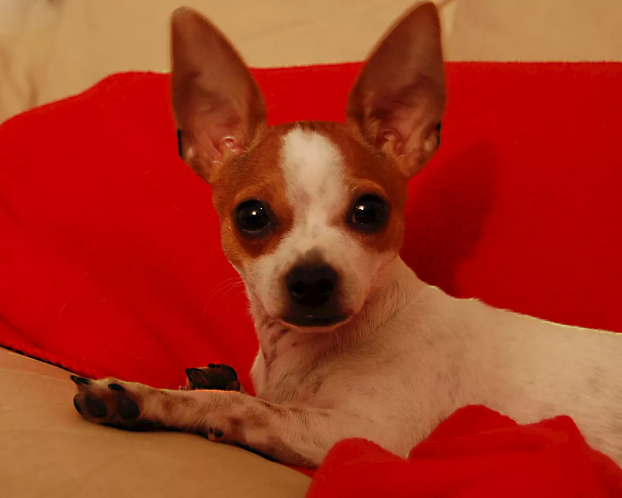 Five things to know about owning a Chihuahua dog breed | South Africa ...