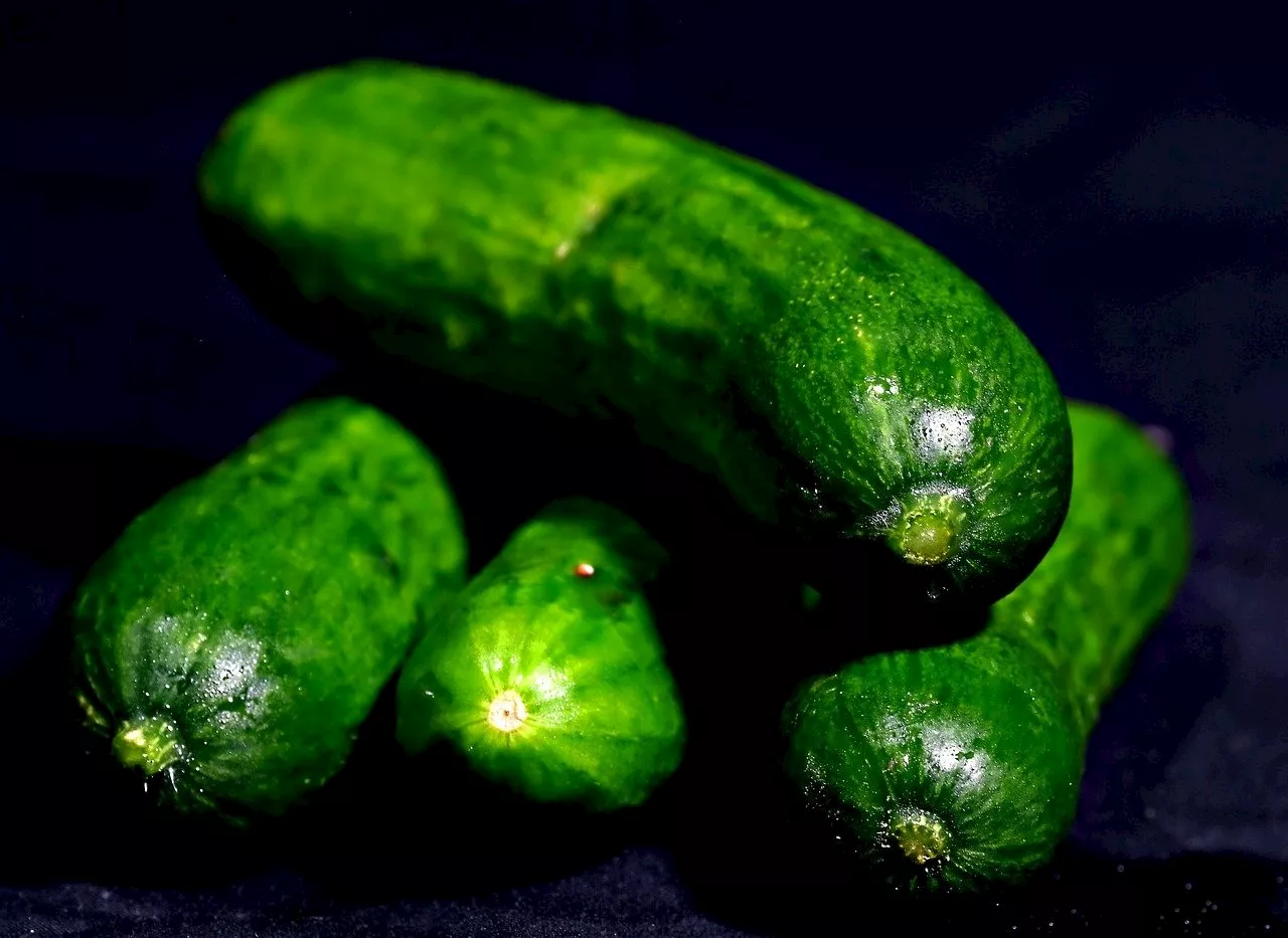 Why do cats freak out over cucumbers?