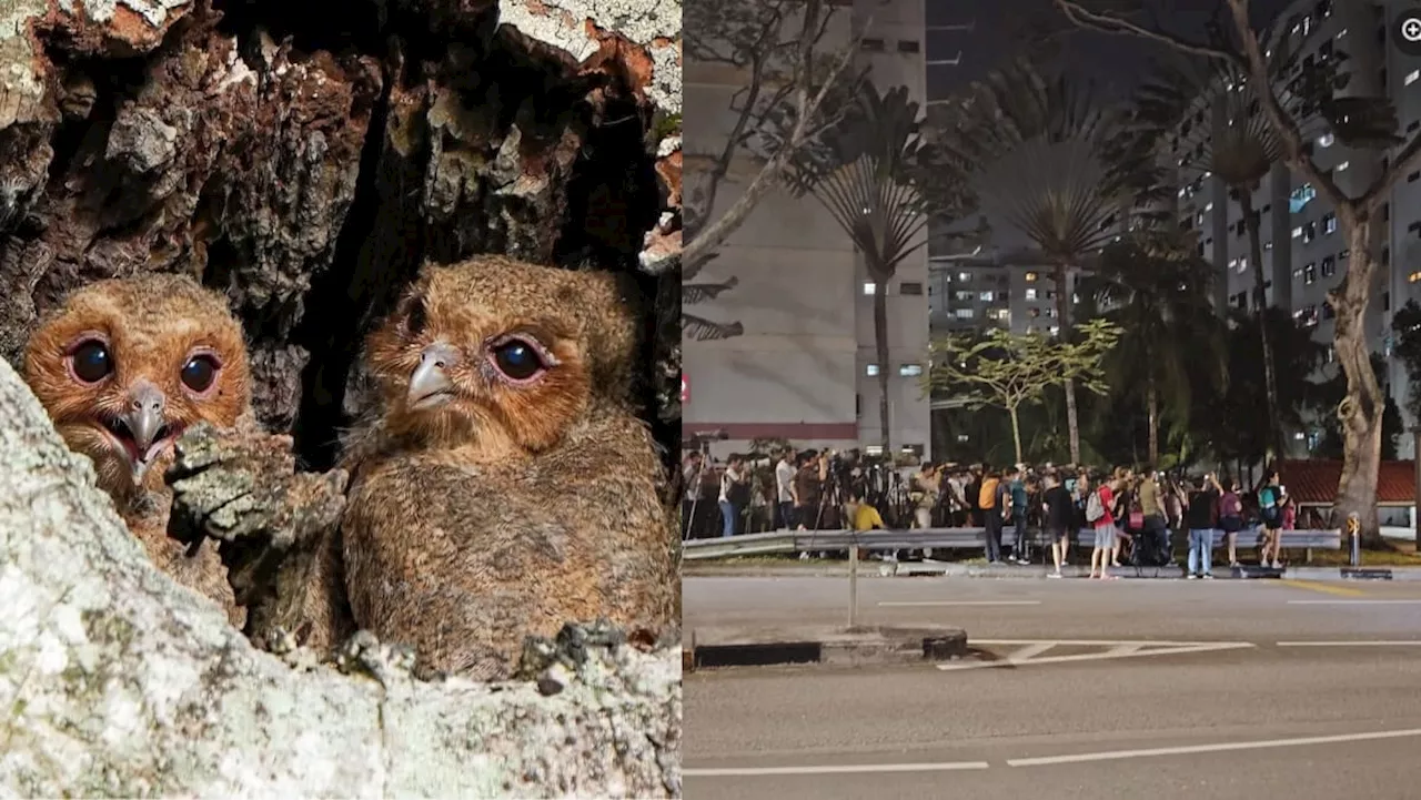 Telok Blangah residents irritated by crowds gathering for glimpse of cute Sunda owls