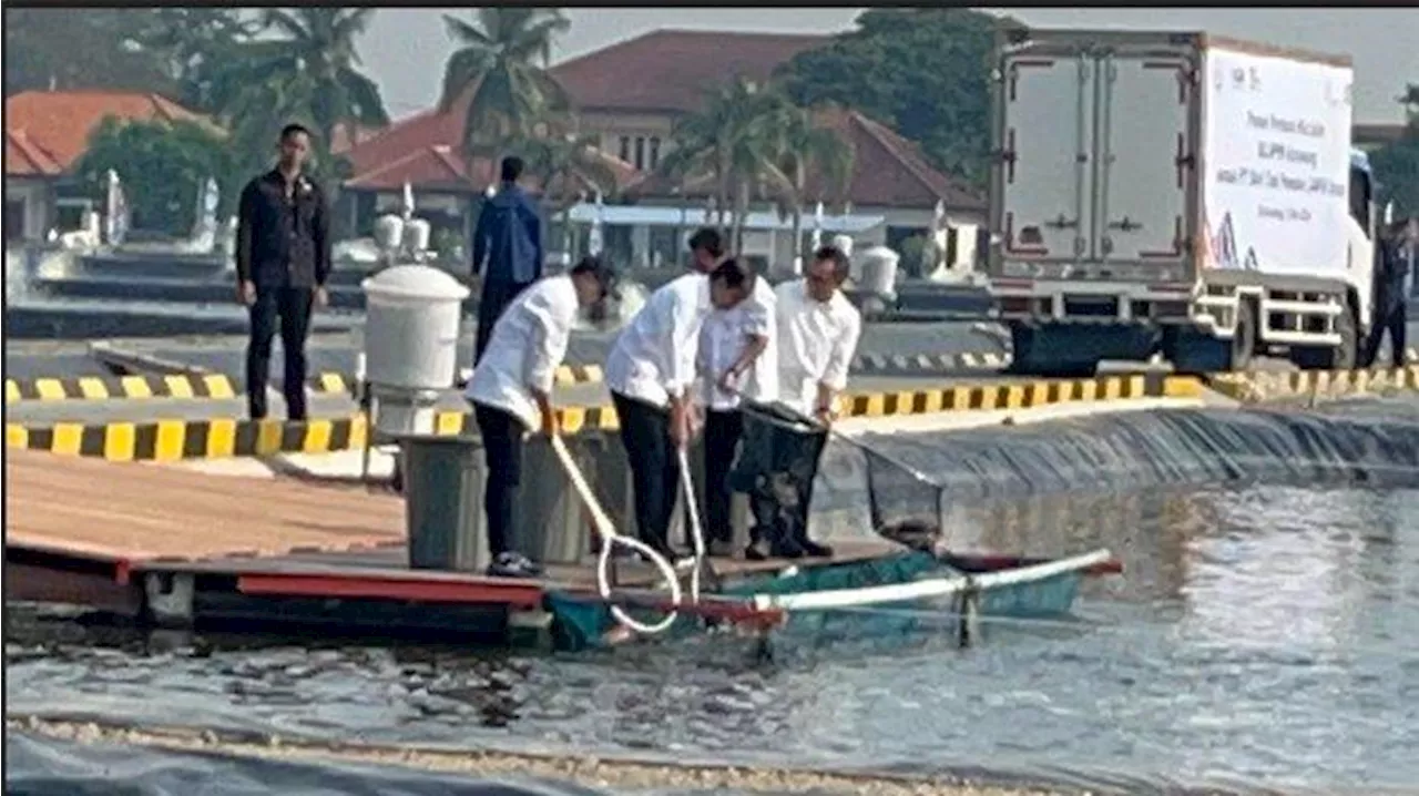 Jokowi dan Menteri KKP Panen Ikan Nila Salin di Karawang, Biaya Budidaya Capai Rp 76 Miliar