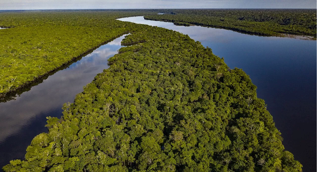 Desmatamento na Amazônia cai quase 22% em um ano, informa Ministério do Meio Ambiente