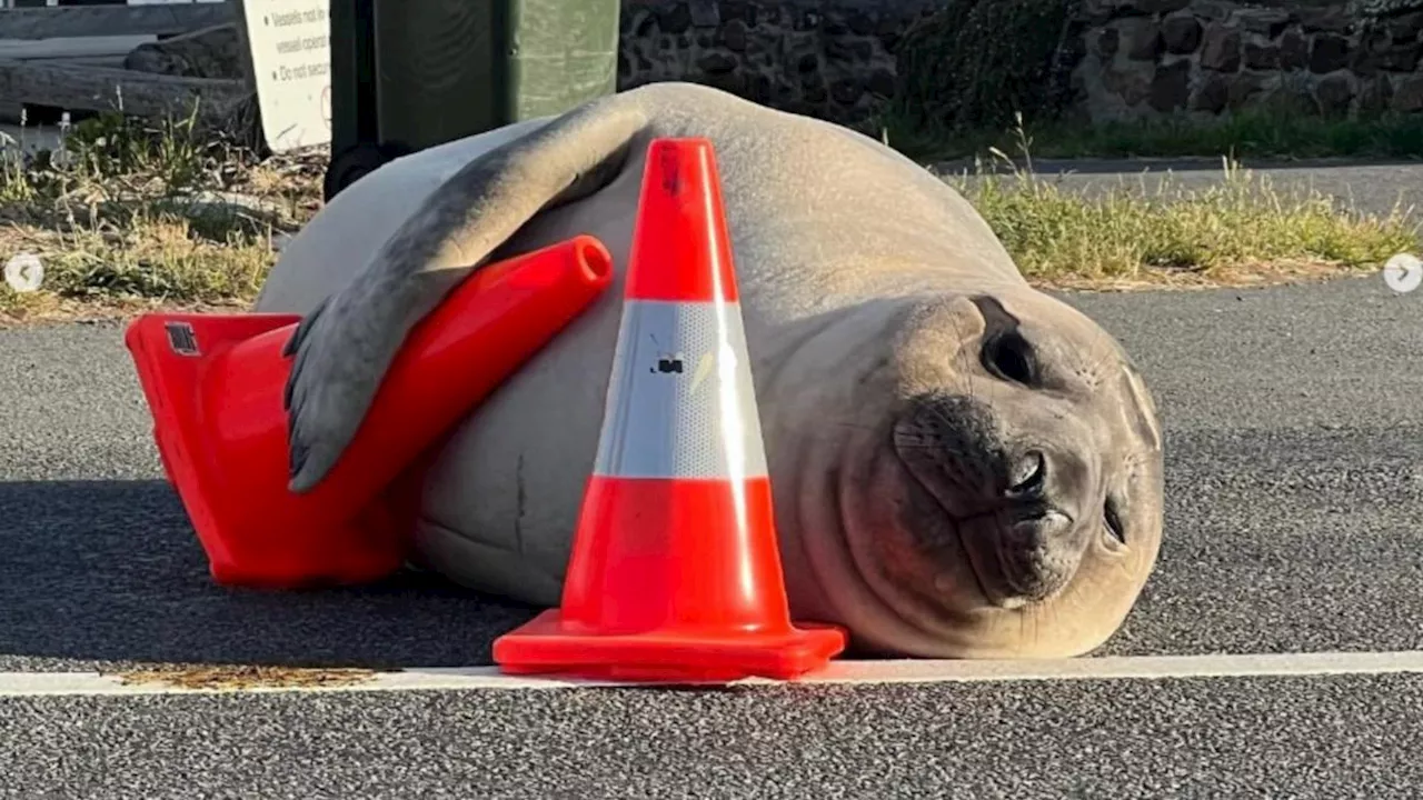 Tasmanian sensation Neil the seal is back on dry land with authorities warning fans: Leave Neil alone