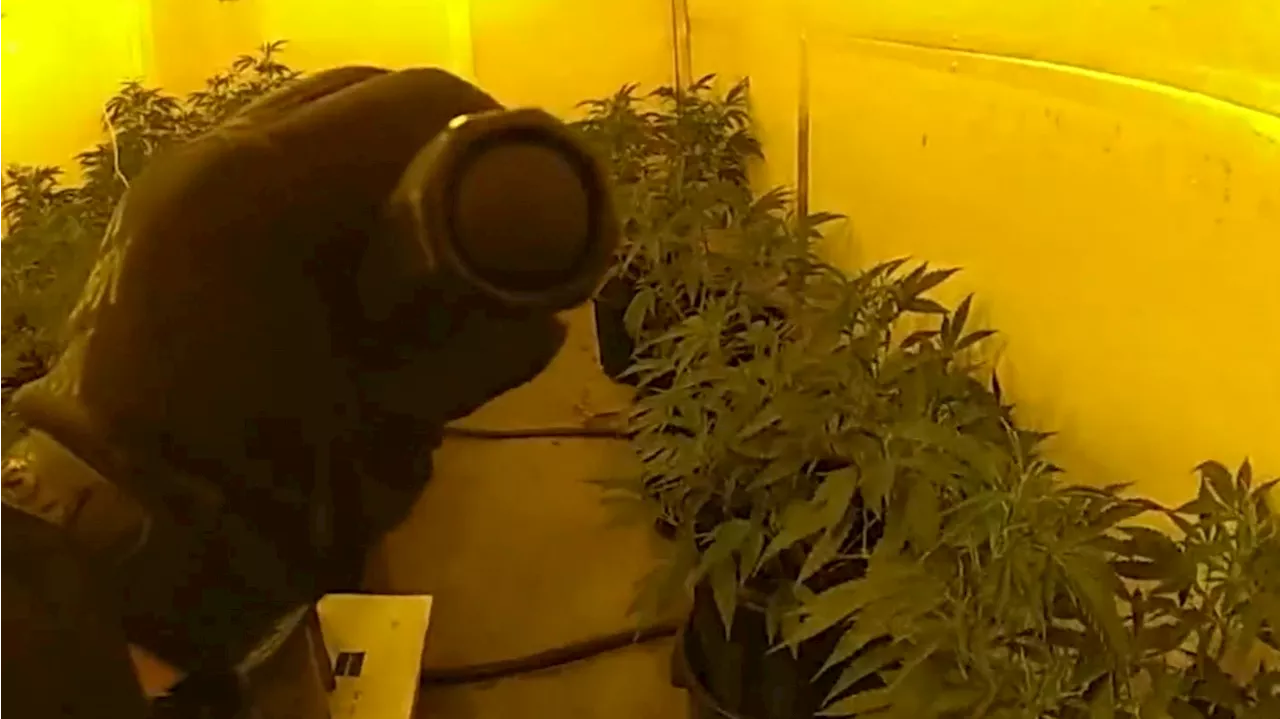 WA police find 750 cannabis plants in homes