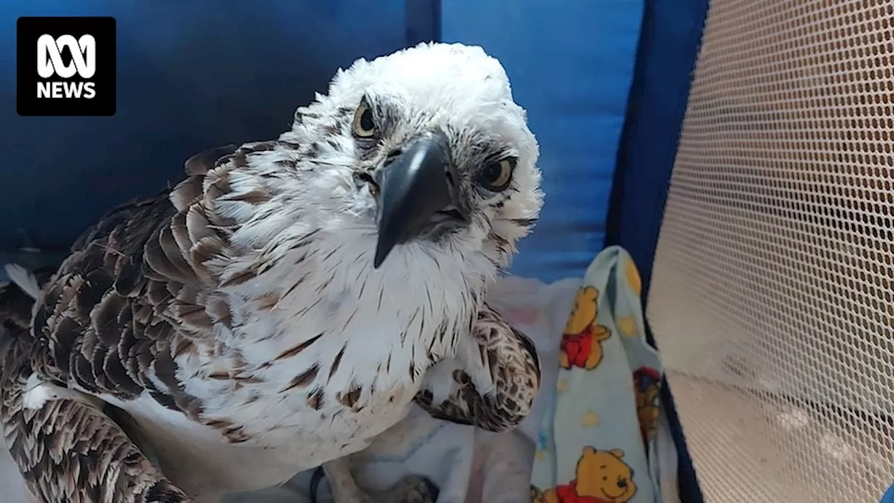 Injuries to much-loved osprey from suspected drone strike in Shark Bay prompts wildlife warning