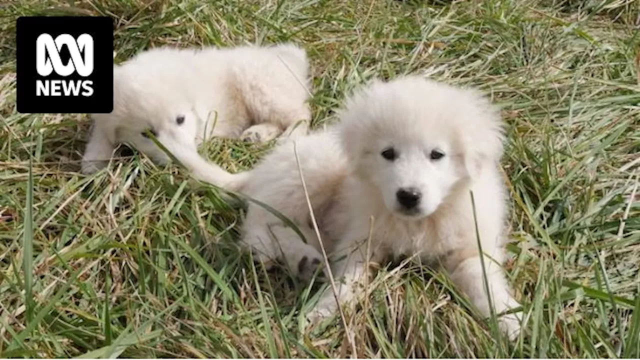 Maremma dilemma as animal rescuers report rising number of guardian dogs surrendered by unprepared families