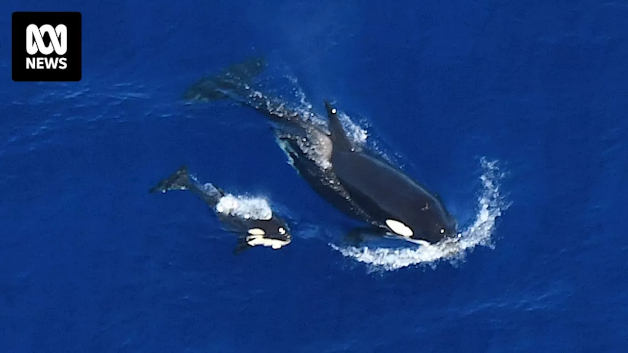 Sighting of first orca calf at Ningaloo Reef in years gives hope to researchers