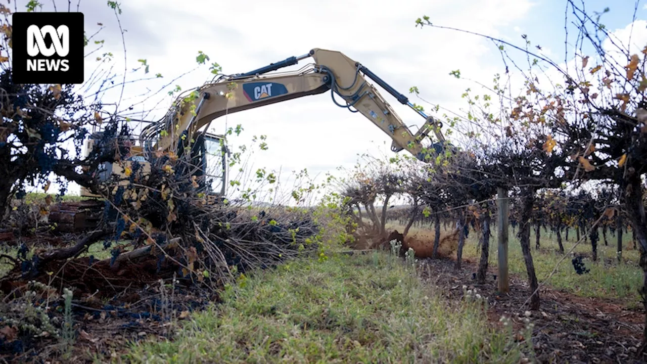 The world is drinking less wine, and decades-old vines are being torn up