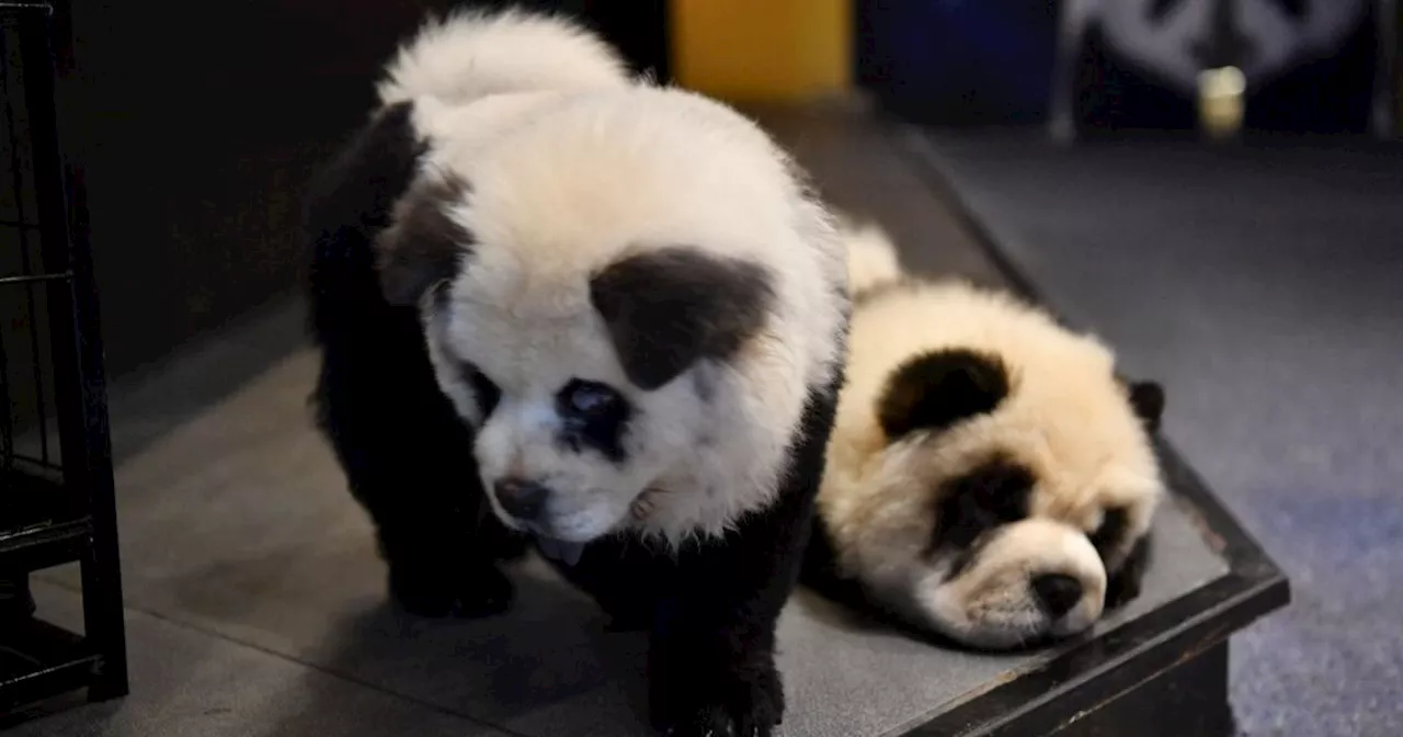 In Cina un cane panda. In realtà è un chow-chow con la pelliccia tinta