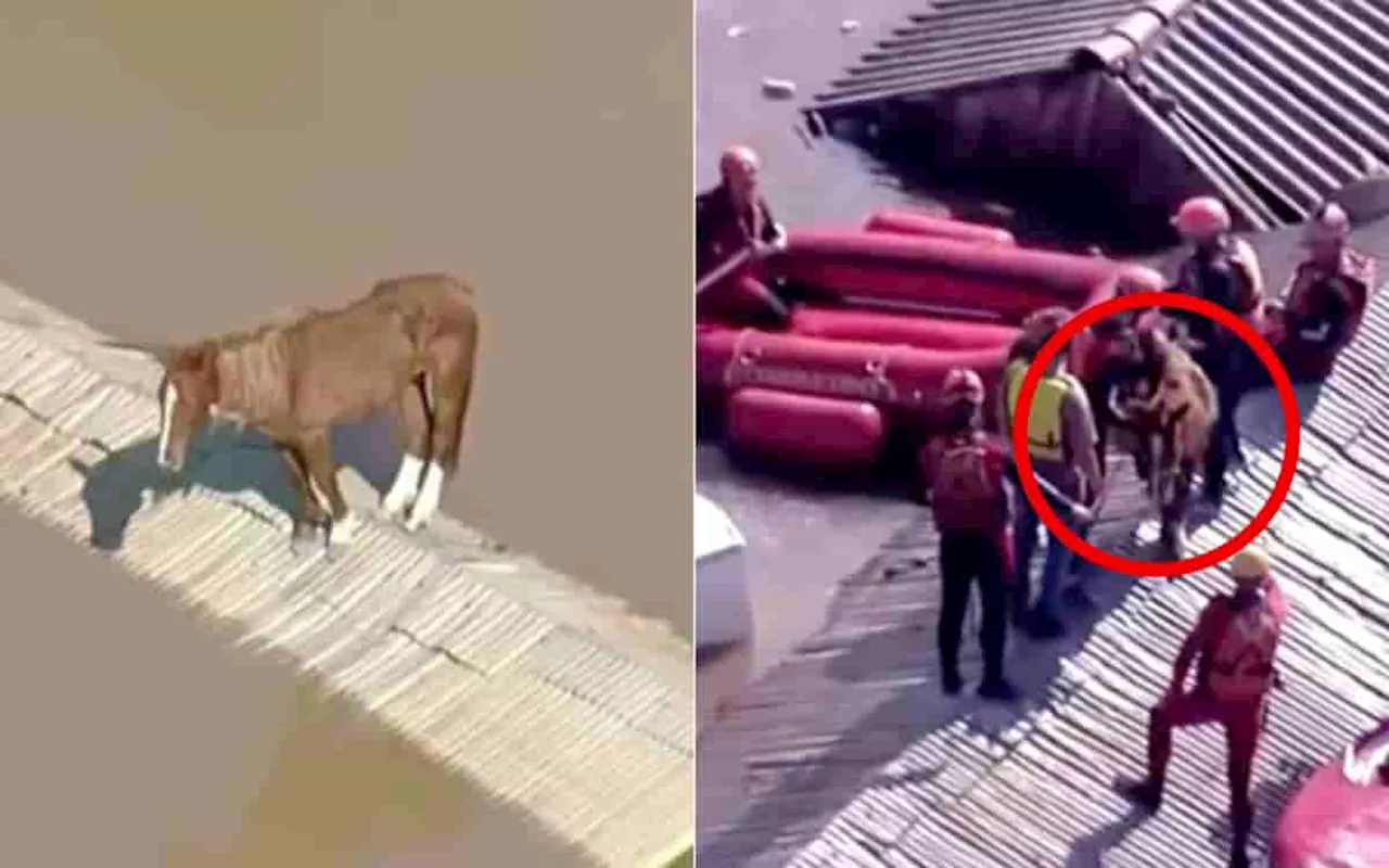  ¡Bravo! Rescatan a Caramelo, caballo atrapado en un techo por las inundaciones en Brasil