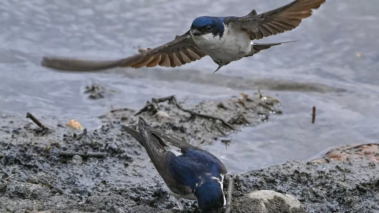 'Stunde der Gartenvögel': Große Vogelzählung in Deutschland