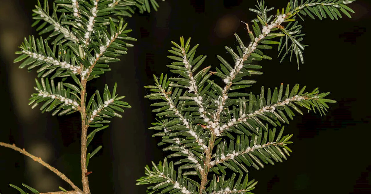 An invasive insect is threatening the destruction of Ontario forests