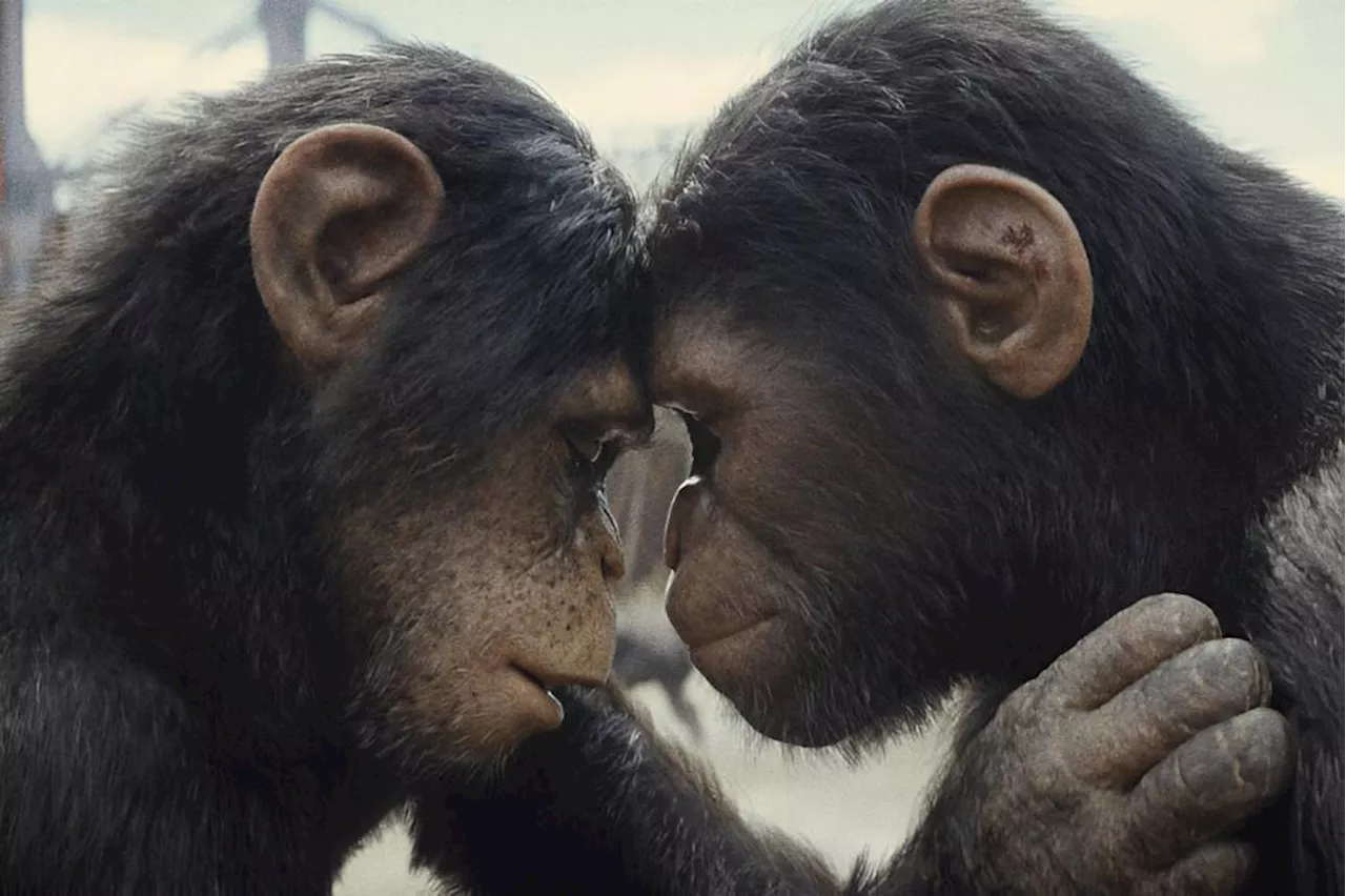 ‘Kingdom of the Planet of the Apes’ finds a new hero and will blow your mind | Mark Kennedy / The Associated Press